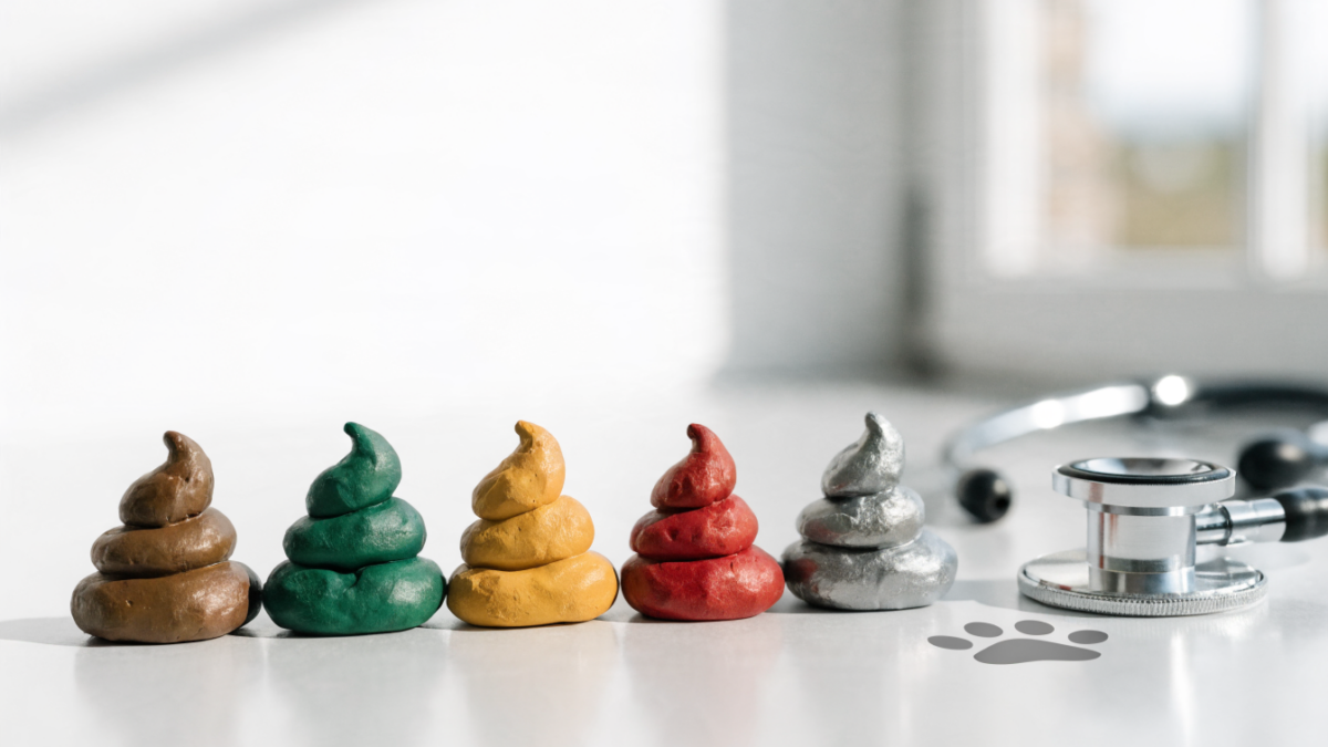 The Rainbow of Pet Poop: What Your Dog’s Stool and Your Cat’s Litter Box Reveal