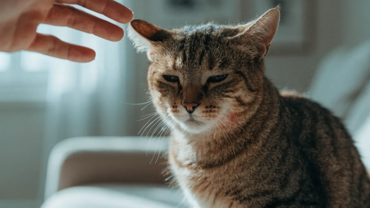 The Role Reversal: Can Your Dog or Cat Actually Be Allergic to YOU?