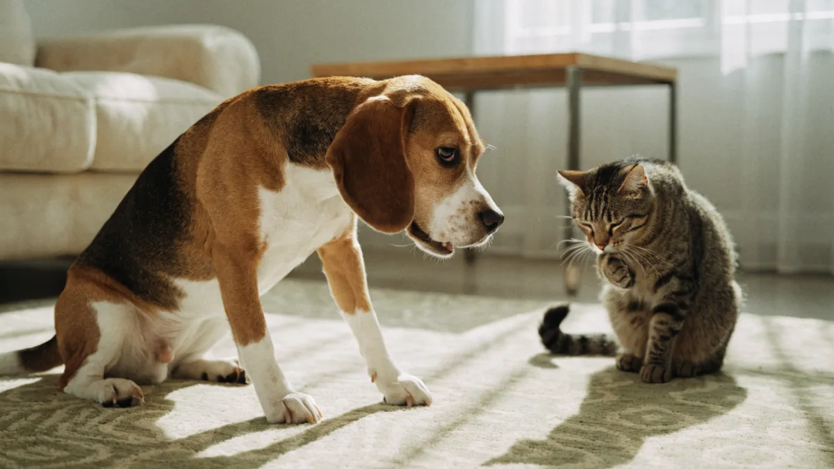 The Scooting Dilemma: Why Dogs Need Anal Gland Expression and Cats Rarely Do