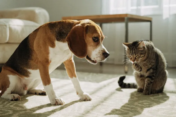 A Beagle scoots on the rug while a tabby cat grooms nearby, illustrating the anal gland issue difference between species.