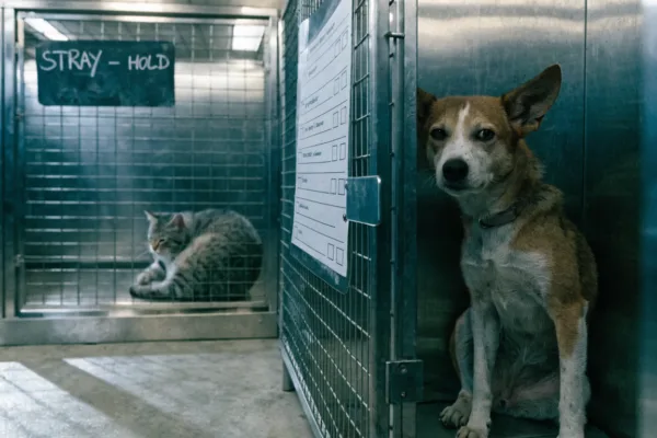 A fearful stray dog behind kennel bars shows how shelter stress distorts temperament test results.