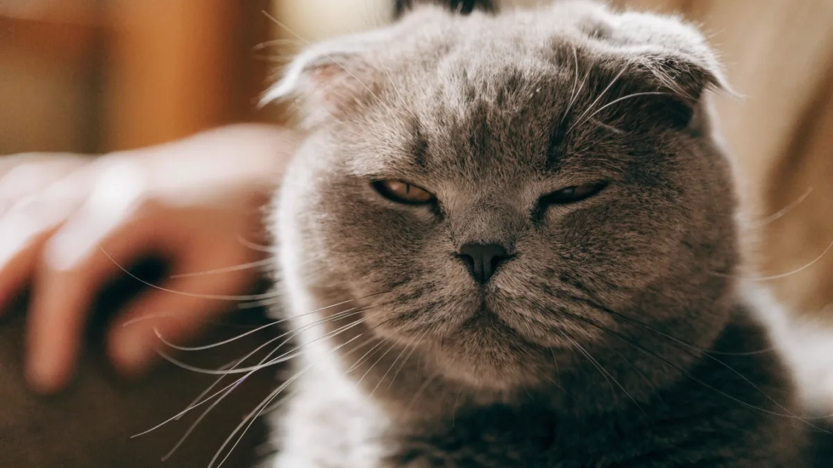 The Slow Blink vs. The Soft Eyes: How Eye Contact Builds Trust Differently