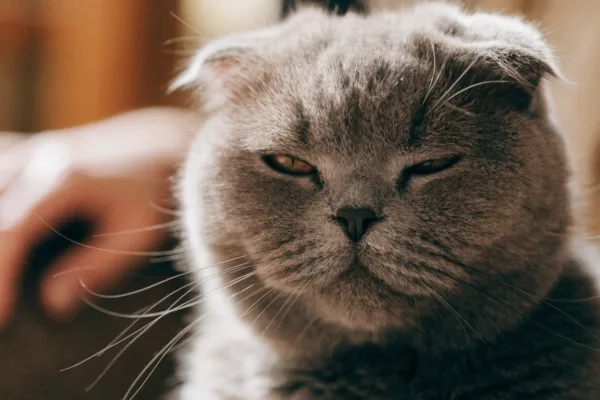 A contented British Shorthair cat slow-blinks with half-closed eyes, signaling trust and affection.