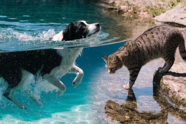 A border collie paddling frantically in a pool contrasts with a composed tabby cat confidently approaching water at a pond's edge.
