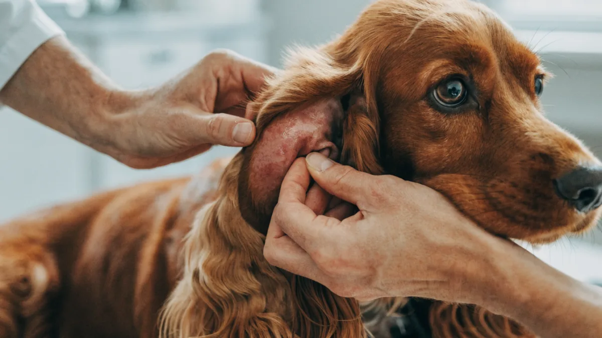 The Swollen Ear Flap: Why Aural Hematomas Plague Dogs and How They Affect Cats