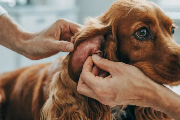 Close-up of a dog's swollen ear flap being examined by a veterinarian for a painful aural hematoma.