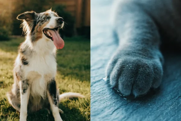 A split image showing a panting Australian Shepherd dog and a close-up of a cat's moist paw on a cool tile.