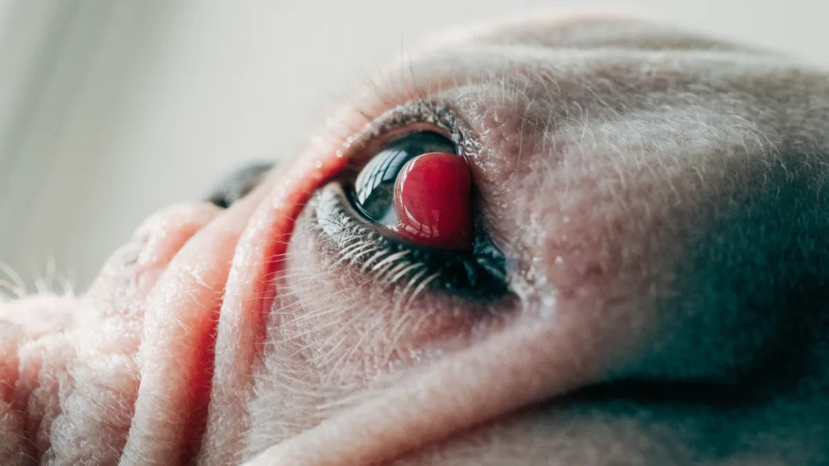 The Third Eyelid Mystery: What Cherry Eye in Dogs and Haw’s Syndrome in Cats Mean