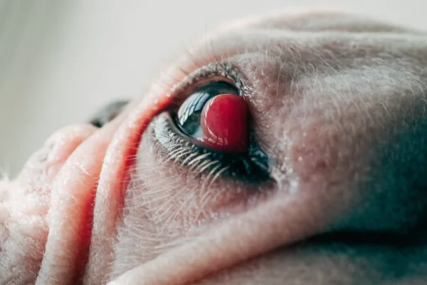 Close-up of a Bulldog's eye showing the red protrusion characteristic of cherry eye, a common third eyelid condition.