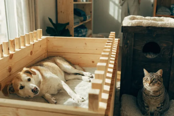 A comparison of an open DIY whelping box for dogs and a secure enclosed kittening box for cats.