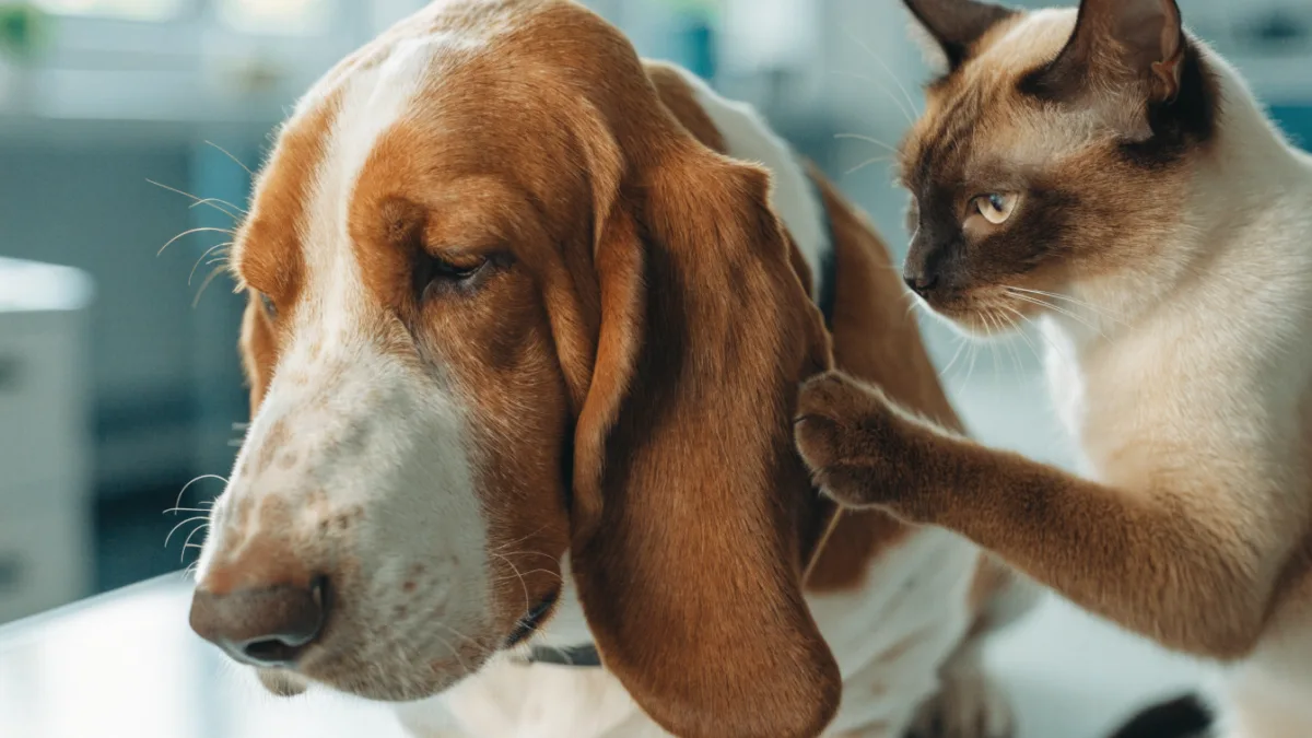 The Yeast Beast: Why Floppy-Eared Dogs and Allergic Cats Suffer Differently