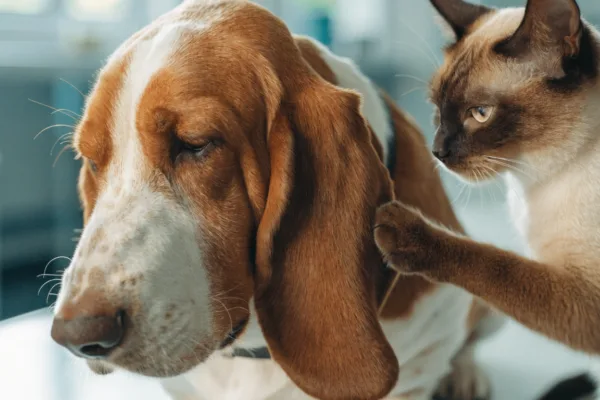 A floppy-eared Basset Hound and a Siamese cat illustrating the different symptoms of pet allergies and yeast infections.