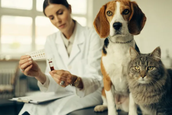 A veterinarian reviews a titer test with a dog and cat to check their immunity levels.