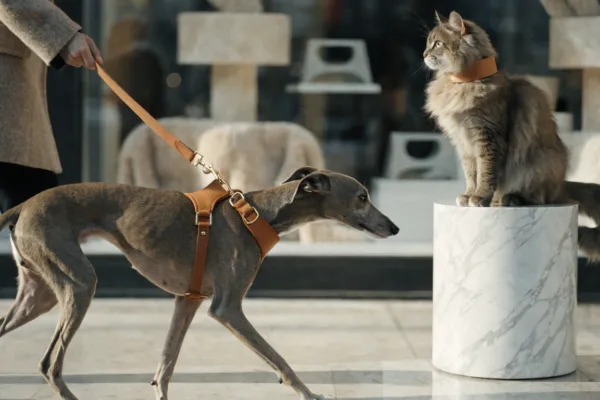 A fashion-forward whippet in designer leather harness and a collared cat model luxury pet accessories on a city runway.