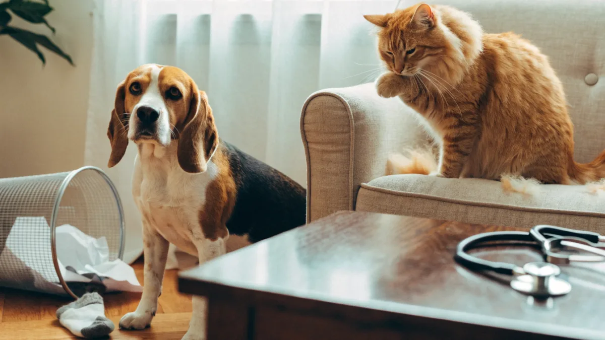 Vomit Verdict: Decoding Dietary Indiscretion in Dogs vs. Hairballs in Cats