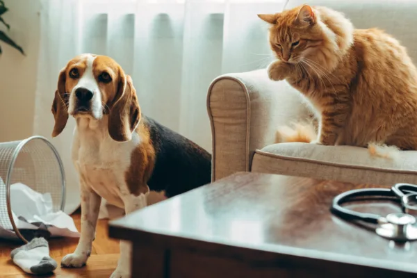 A guilty Beagle beside a chewed sock contrasts with a grooming tabby cat, illustrating common causes of pet vomiting.