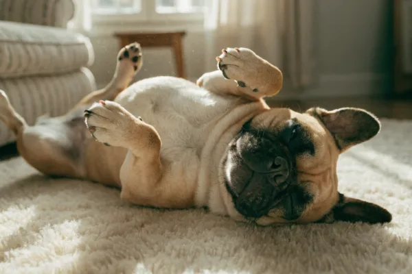 A French Bulldog sleeps on its back with paws in the air, demonstrating ultimate comfort and trust.