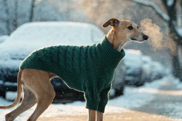 A thin-coated Whippet wearing a fitted knit sweater stands in falling snow, showing breeds that truly need winter layers.