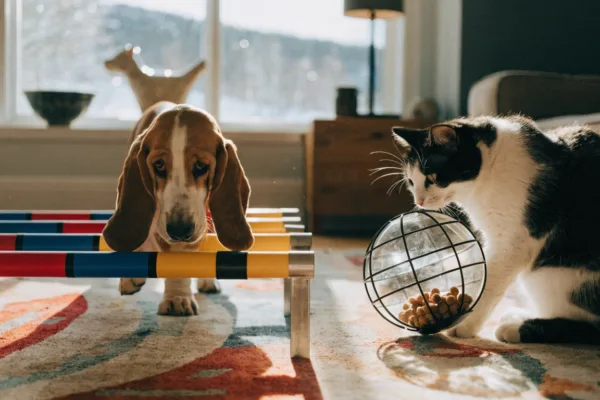 A dog plays with indoor agility poles while a cat engages with a foraging toy to stay winter-fit.