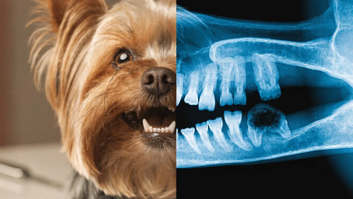 Anesthesia-Free Dentals vs. Professional Cleanings: What’s Best for Your Pet?