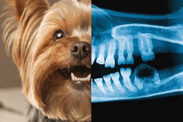 A dog's clean-looking smile can hide painful dental disease below the gumline, revealed only on X-ray.
