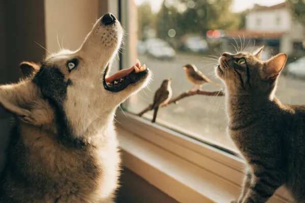 A husky howls at a passing siren while a tabby cat chatters at birds outside the window, showcasing instinctive pet behaviors.
