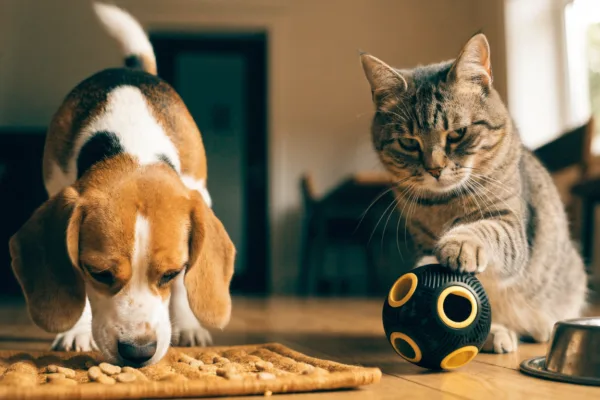 A Beagle foraging in a snuffle mat and a tabby cat batting a treat puzzle demonstrate enriching mealtime brain games.