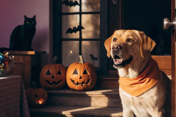 A costumed Labrador sits safely away from a candy bowl while a cat watches trick-or-treat preparations unfold.