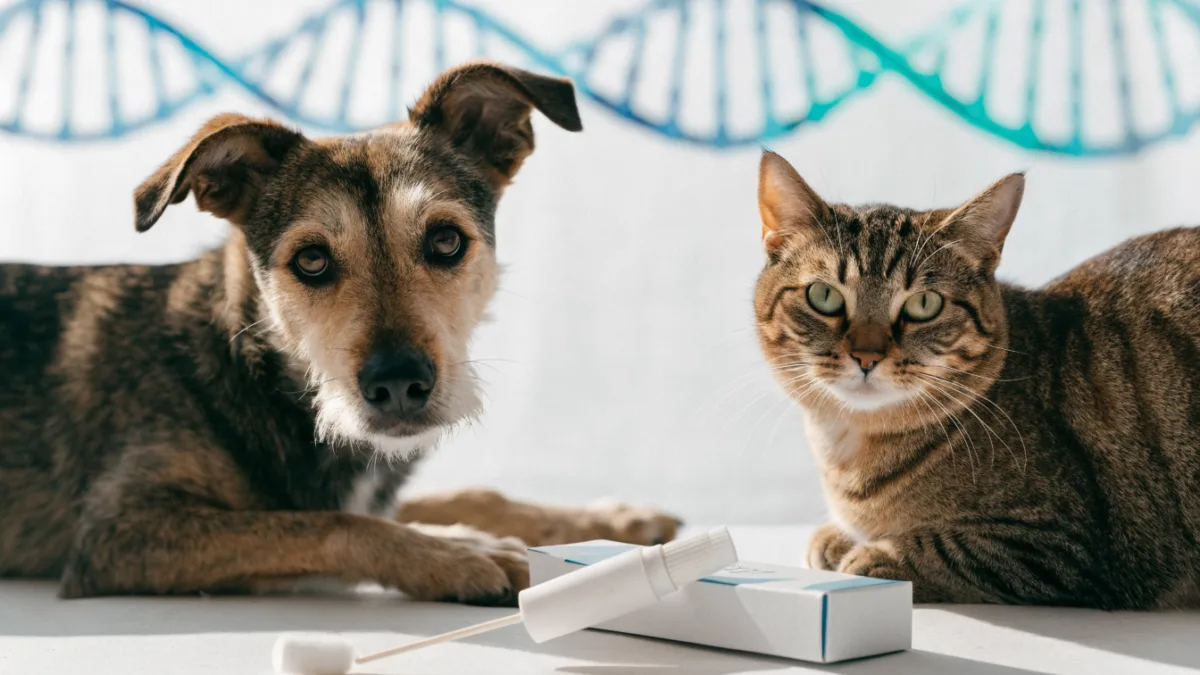 Decoding the Swab: What Pet DNA Tests Actually Reveal About Dogs vs. Cats