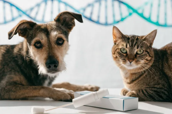 A rescue dog and tabby cat beside a pet DNA test kit, illustrating how genetic testing differs between species.