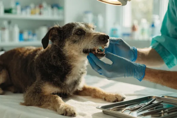 A veterinarian in gloves examines a senior dog's canine teeth and molars during a dental checkup.