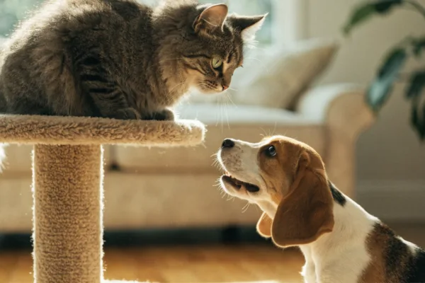 A resident tabby cat watches safely from an elevated perch as a beagle puppy looks up eagerly below.
