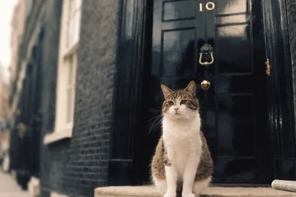 A tabby cat on duty at the door of 10 Downing Street, home of Britain's Chief Mouser.