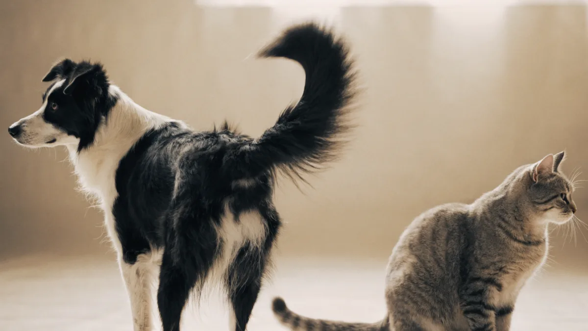 Happy Tails: The Secret Language of Canine and Feline Tail Movements