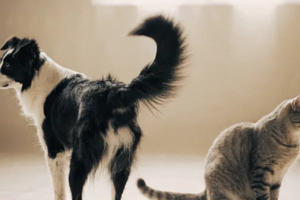 A border collie and tabby cat display distinct tail positions that signal their true emotional states.