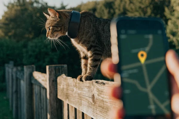 A tabby cat wearing a GPS tracker collar perched on a fence, with a phone showing its live location.
