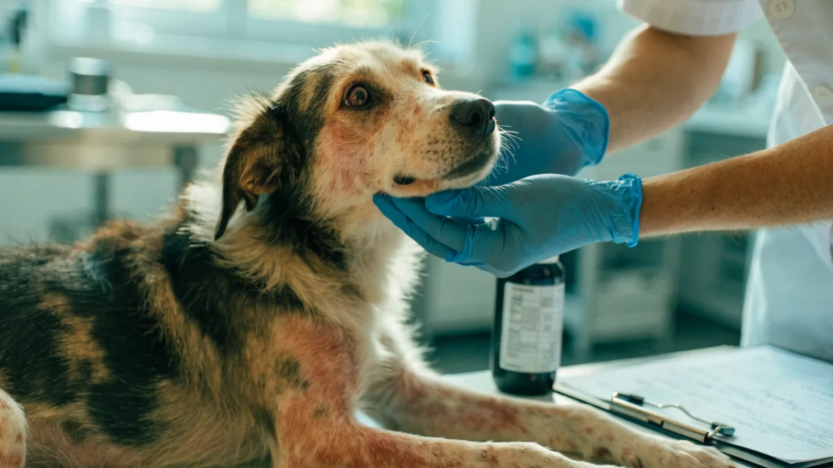 Mange and Mites: Demystifying the Contagious Skin Conditions Plaguing Shelters and Rescues