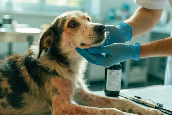 Veterinarian gently examines a shelter dog with mange, a highly treatable skin condition caused by mites.
