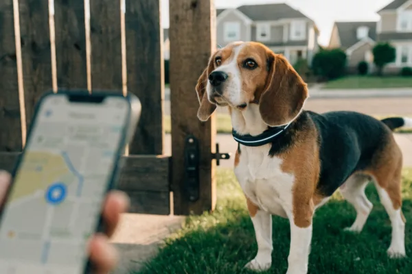 A Beagle wearing a GPS tracking collar stands outdoors while a smartphone app shows its live location.