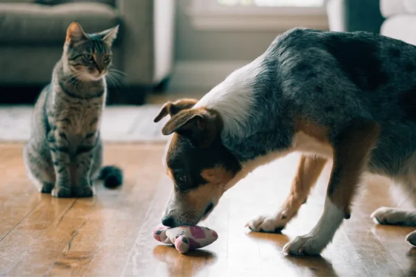 A stiff-bodied dog hovers protectively over a toy while the family cat watches from a careful distance.