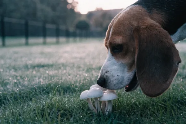 A curious beagle sniffs innocent-looking white mushrooms sprouting in a dewy backyard lawn after rain.