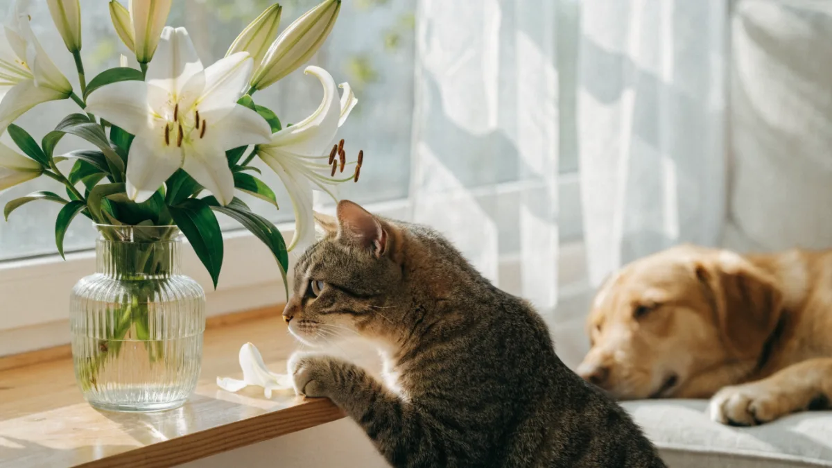 One Bite, One Bloom: Why Lilies Kill Cats and Spare Dogs