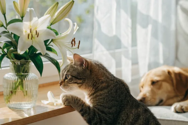 A curious cat sniffs Easter lilies while a dog naps nearby, unaware the flowers are deadly to felines.