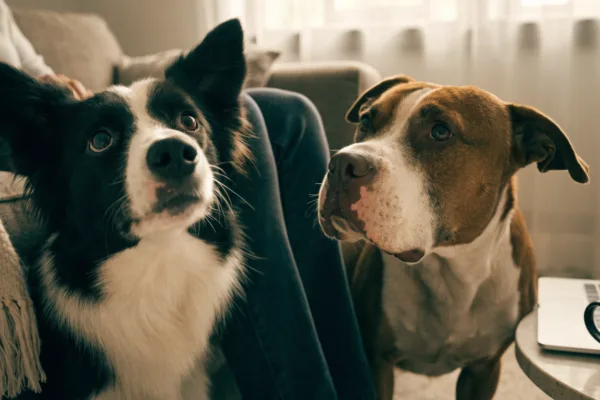 Two dogs compete for their owner's attention on a sofa, illustrating shifting pack dynamics in a multi-dog home.