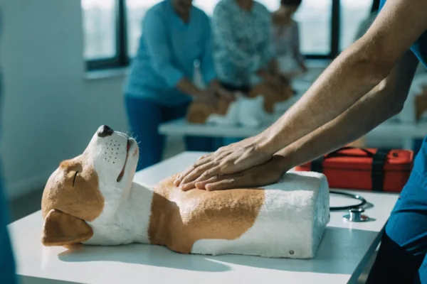 A veterinary instructor demonstrates chest compressions on a dog mannequin during a pet CPR training class.