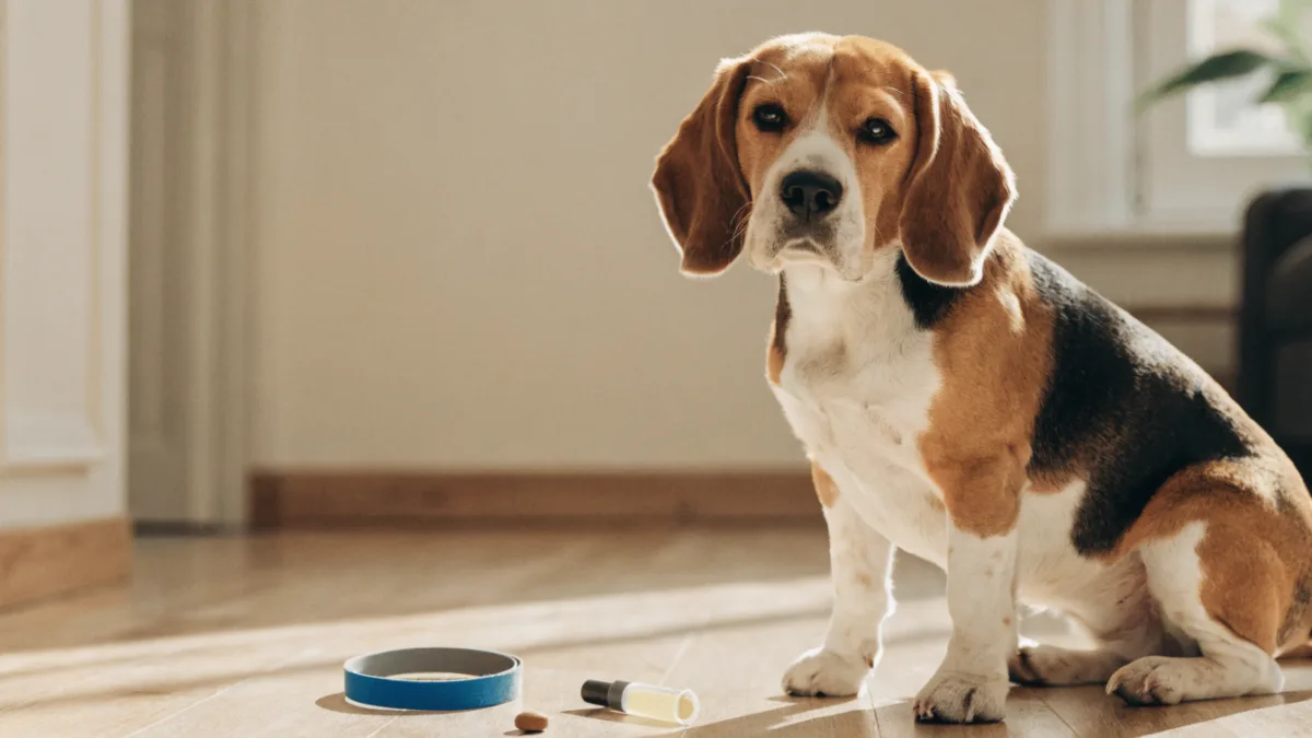 Spot-Ons, Pills, or Collars: Choosing the Best Flea and Tick Prevention for Your Pet