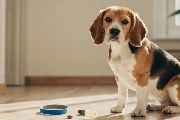 A beagle sits beside three flea and tick prevention options: collar, spot-on treatment, and chewable pill.
