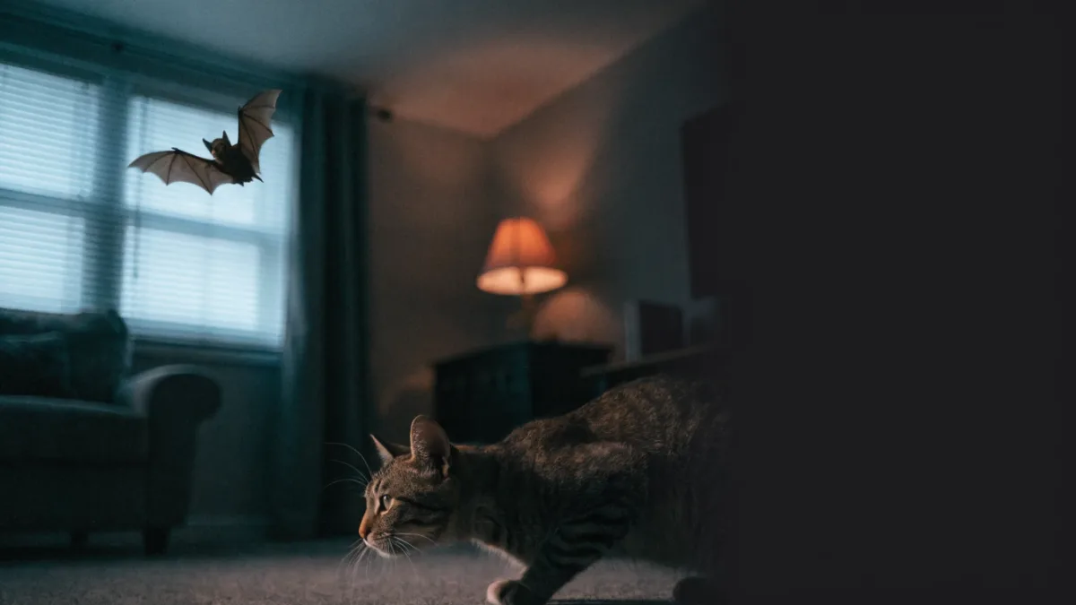 Still Out There: The Real Risk of Rabies in Backyard Wildlife Encounters