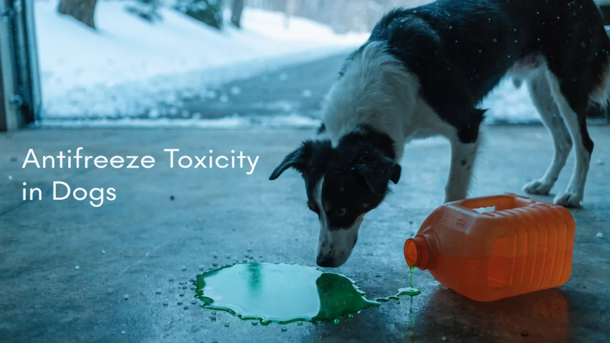 Sweet and Deadly: The Winter Toxins Lurking in Your Garage and Driveway