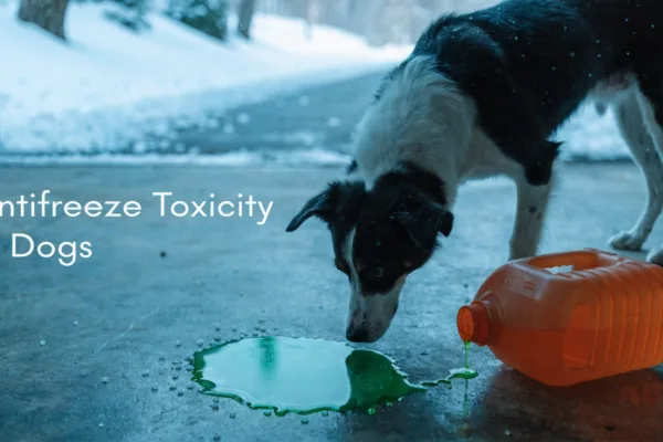 A dog sniffs spilled green antifreeze on a snowy garage floor, a deadly hidden winter hazard for pets.